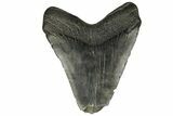 Bargain, Fossil Megalodon Tooth - South Carolina #186686-2